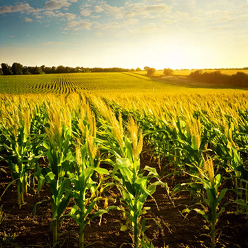 Farming